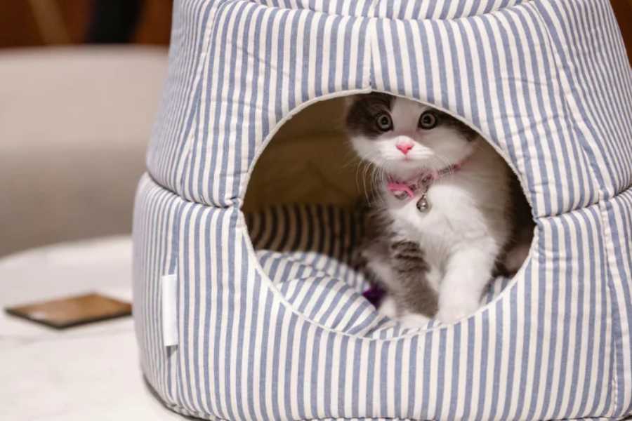 Preparing Your Home for a Kitten