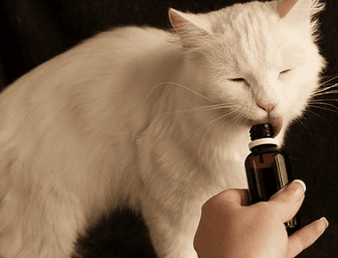 Why Your Cat Won't Eat or Drink? Causes and Solutions