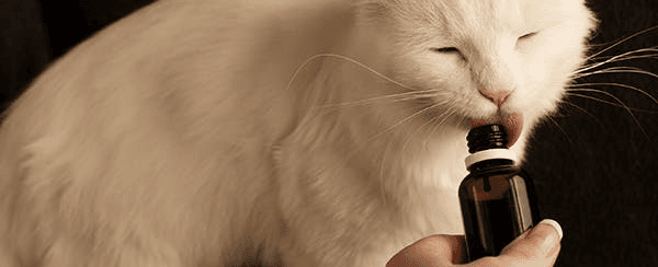 Why Your Cat Won't Eat or Drink? Causes and Solutions