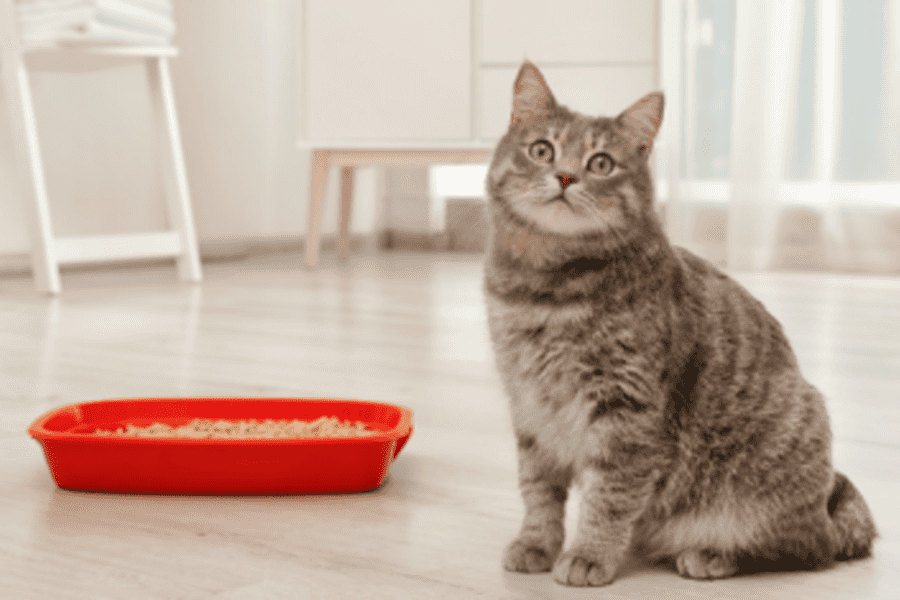 Exploring Common Types of Cat Litter