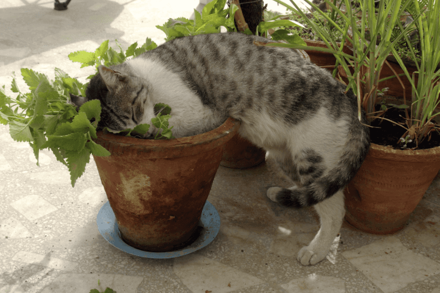 What Happens When Cats Eat Catnip Here Are The Benefits 100 