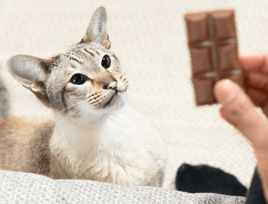 What To Do If Cat Eats Chocolate? Vet Advice 🐱🍫