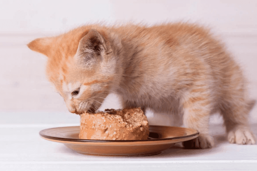 kitten eating