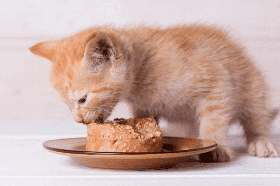 Difference Between Cat And Kitten Food - Vet Reviewed | 100% Committed