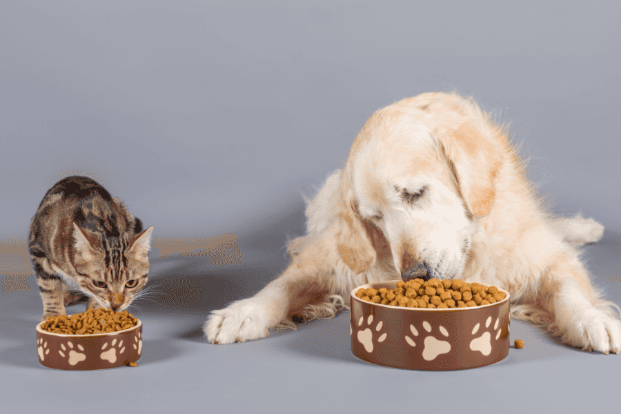 Cats Are Obligate Carnivores, While Dogs Are Omnivores