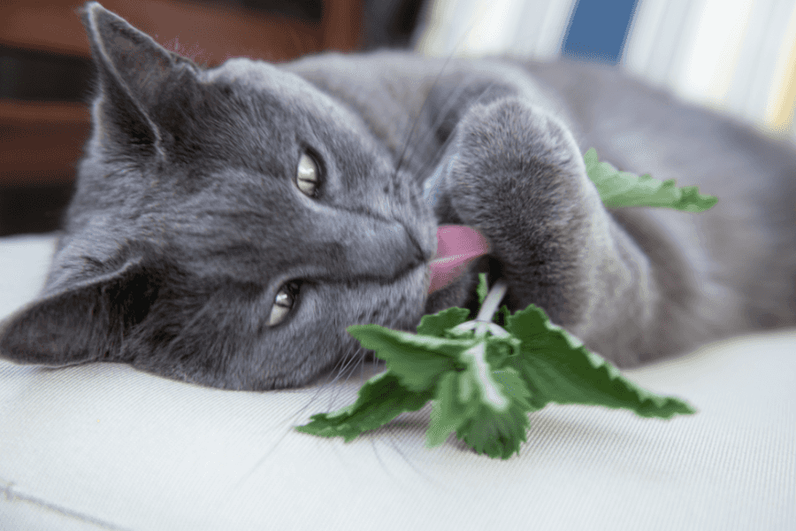 Cat Eating Catnip Leaves