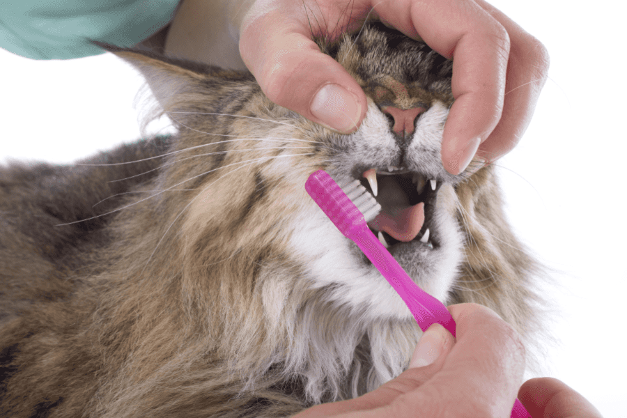 How to Brush Your Cat's Teeth