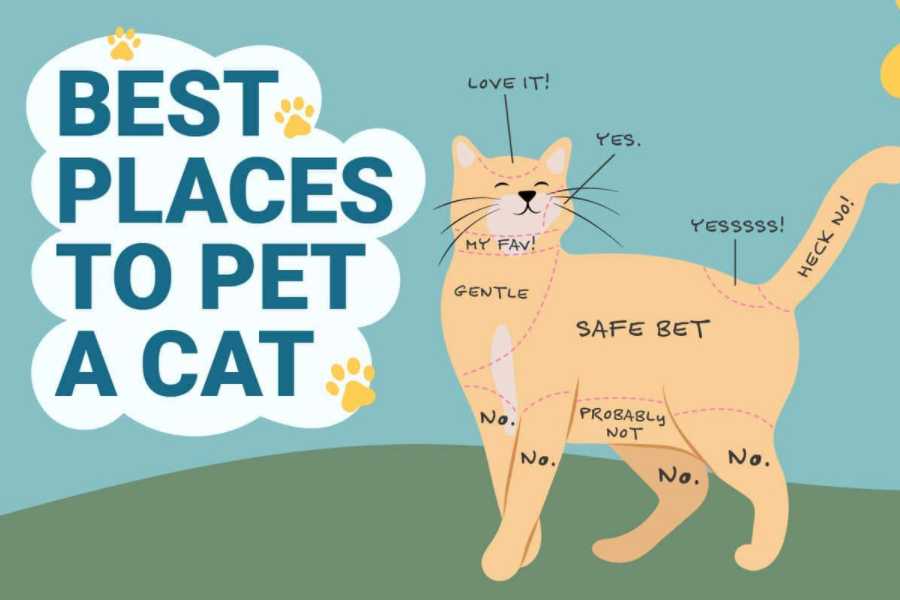 Understanding Your Cat's Body Language