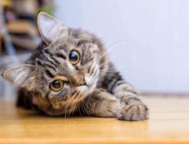 What Happens When Cats Get Neutered? All You Need To Know