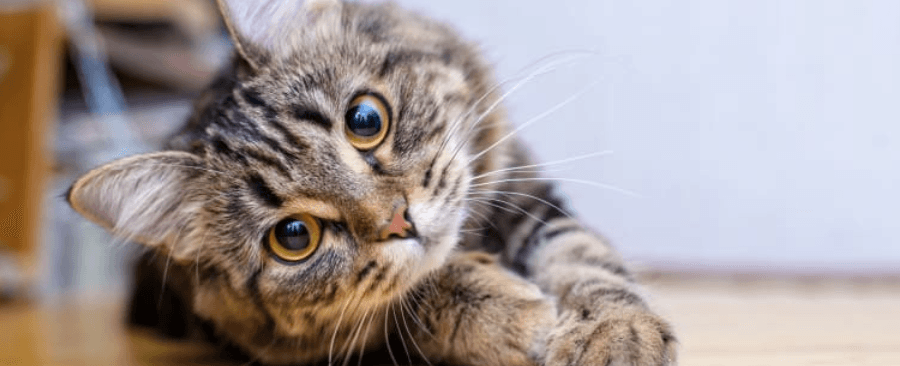 What Happens When Cats Get Neutered? All You Need To Know