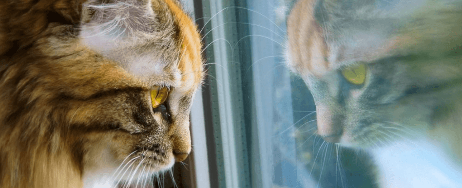 Why Would a Cat Pee Blood? Understanding Urinary Blockage in Cats 🐱