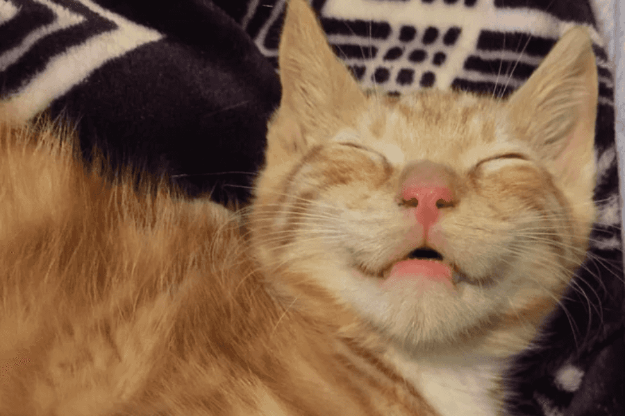 The Soothing Power of Purrs