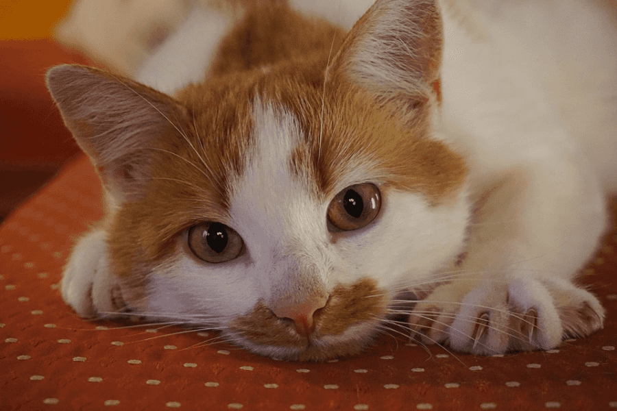 questions to ask vet about declawing