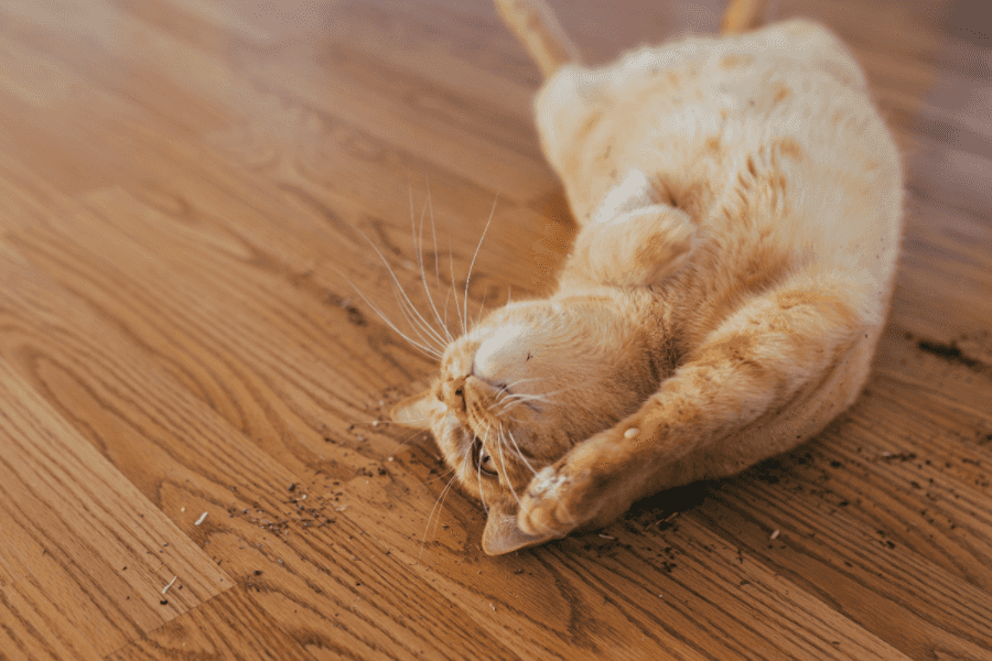 What Happens When Cats Eat Catnip Here Are The Benefits 100 