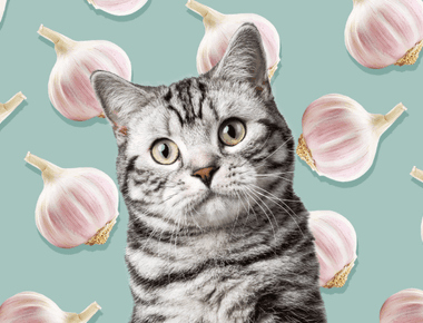 What to Do If Your Cat Eats Garlic 🐱🧄