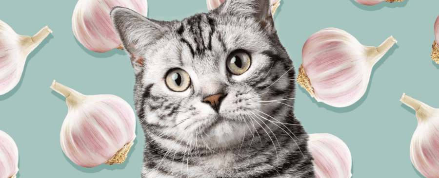 What to Do If Your Cat Eats Garlic 🐱🧄