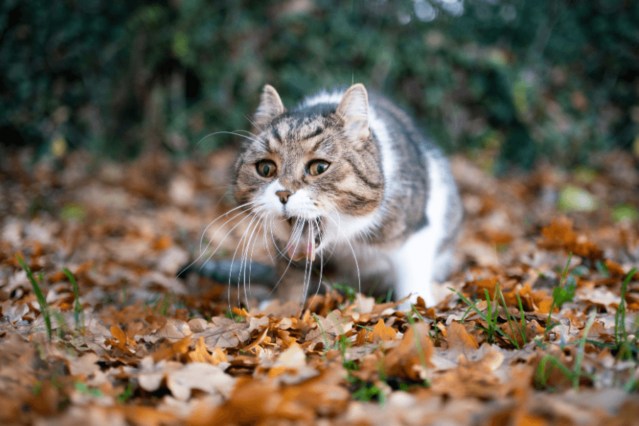 Treating Hairballs