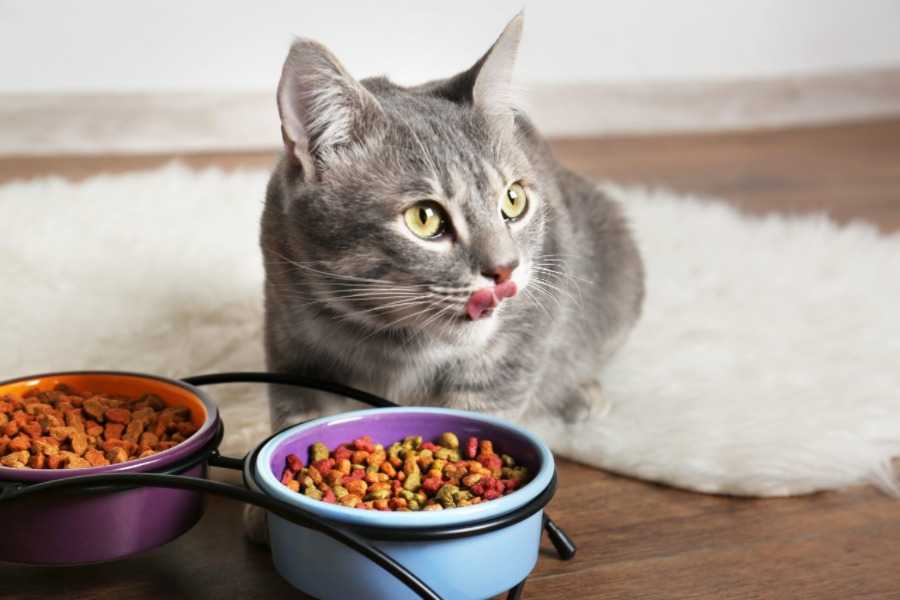 Does It Matter if My Cat Only Eats Dry Kibble?