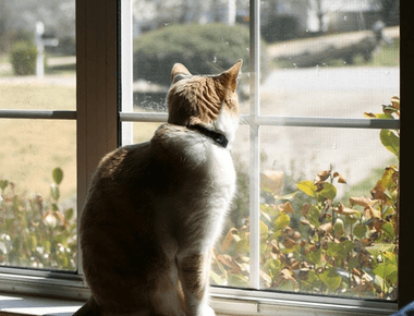 Why Don't Cats Listen? 6 Reasons