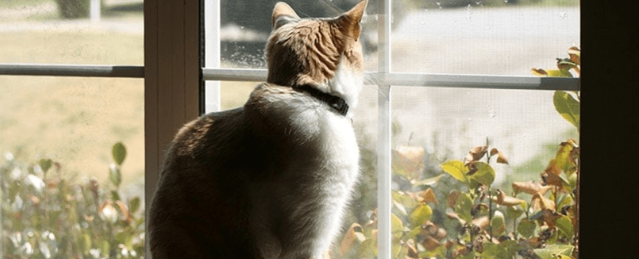 Why Don't Cats Listen? 6 Reasons