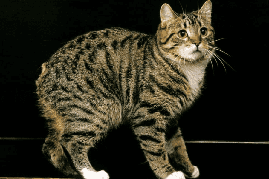 What Determines a Cat's Lifespan?