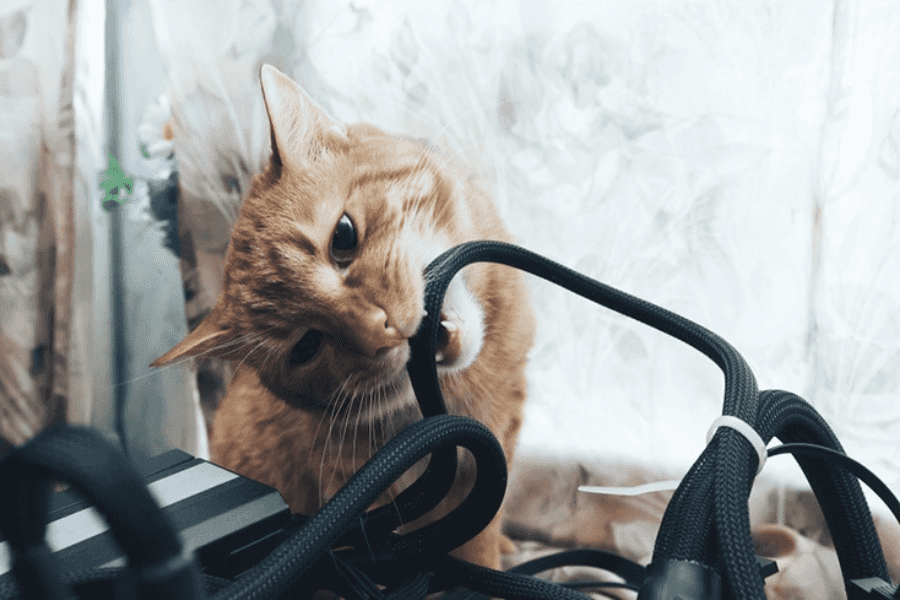 Why Do Cats Chew on Electrical Cords?