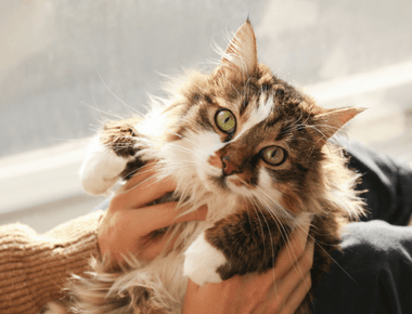 What Cat Acts Like a Dog? 9+ Dog-Like Cat Breeds