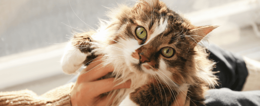 What Cat Acts Like a Dog? 9+ Dog-Like Cat Breeds