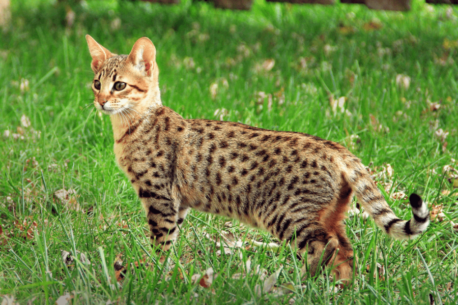 Savannah Cat