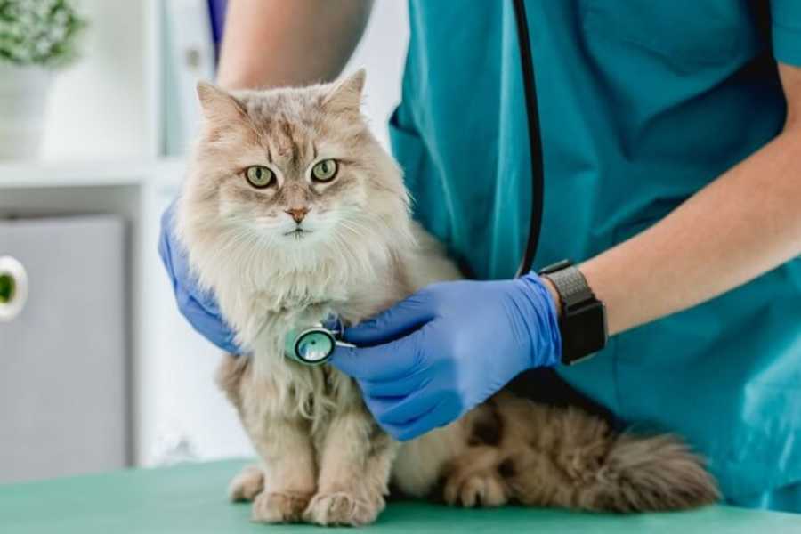 What to Do if Your Cat Has a Fever