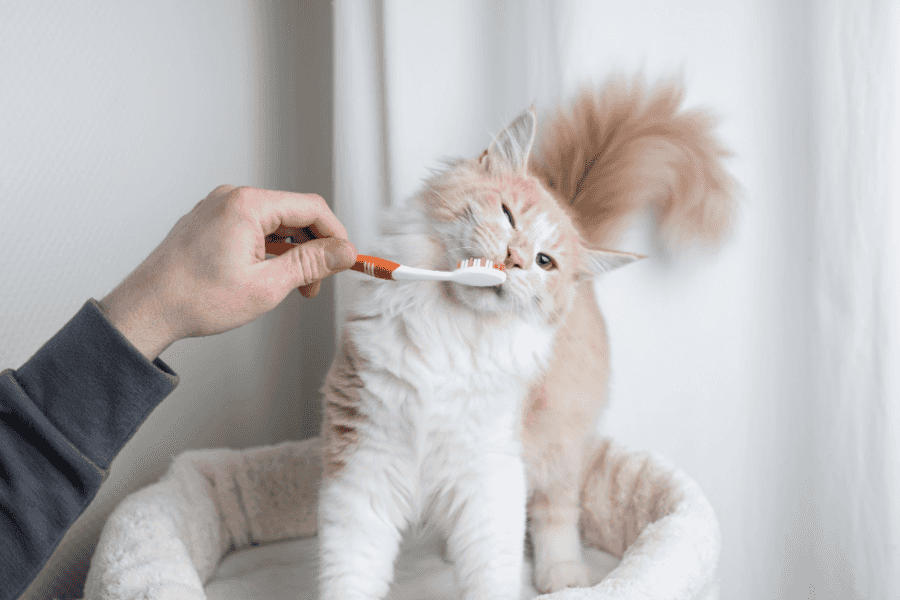 Cat getting teeth brushed