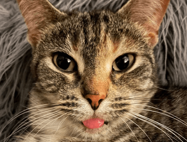 Is Cat Leukemia Contagious? Vet Explains