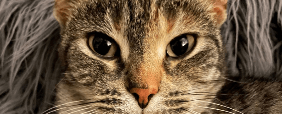 Is Cat Leukemia Contagious? Vet Explains