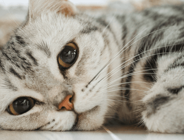 11 Best Cat Breeds For Apartments - All You Need To Know