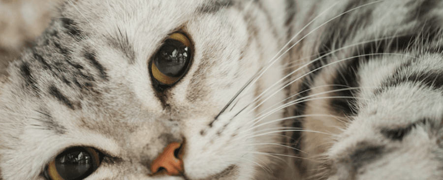 11 Best Cat Breeds For Apartments - All You Need To Know