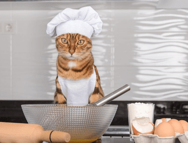 Why Do Cat Make Biscuits? 6 Reasons According To Vets