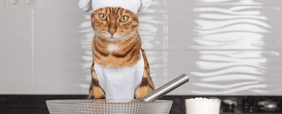 Why Do Cat Make Biscuits? 6 Reasons According To Vets