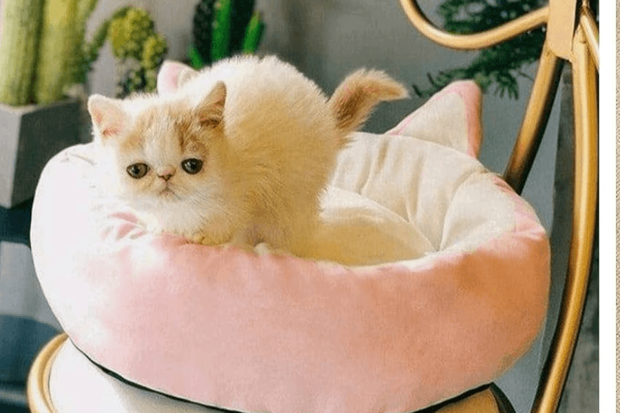 Persian cat breed steps out of a pink cubby house