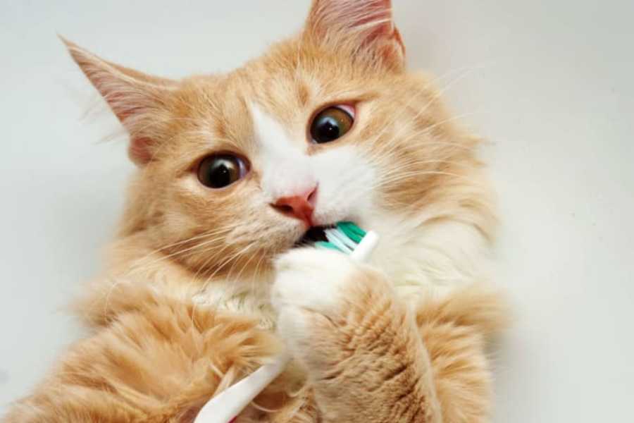 Brushing cat's teeth