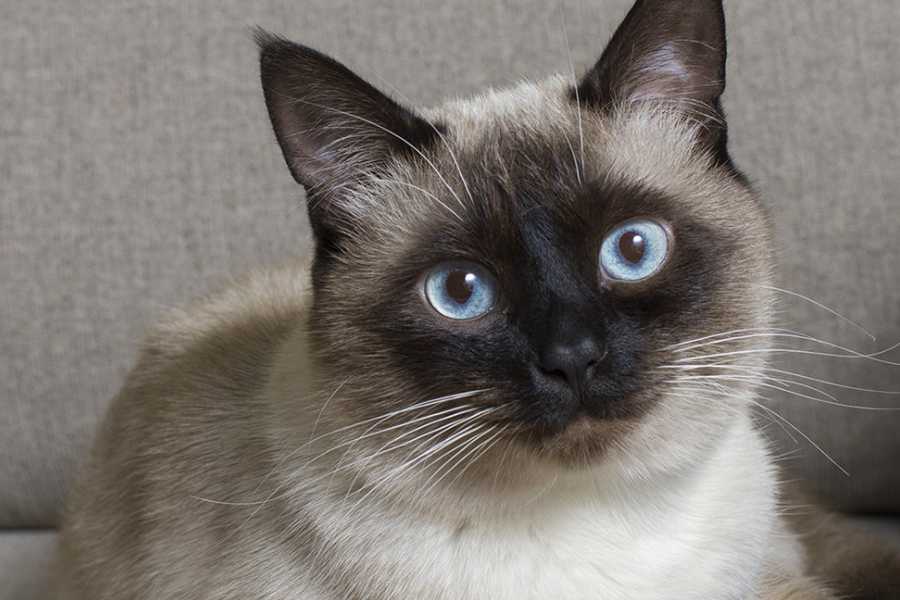 Siamese