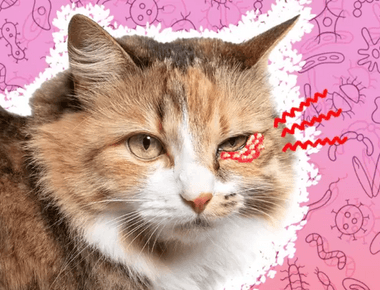 Is Cat Herpes Contagious to Humans?