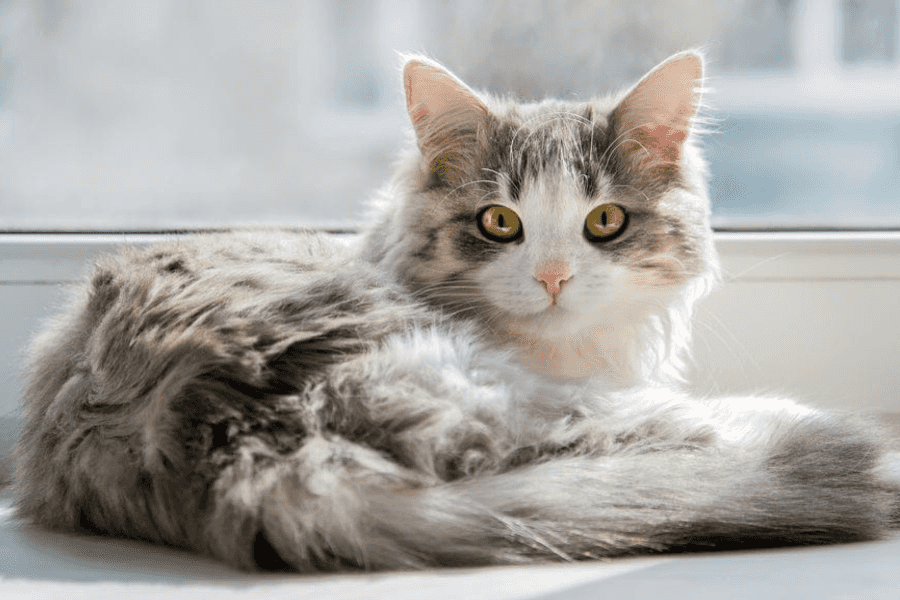 Preventing Fleas in Indoor Cats