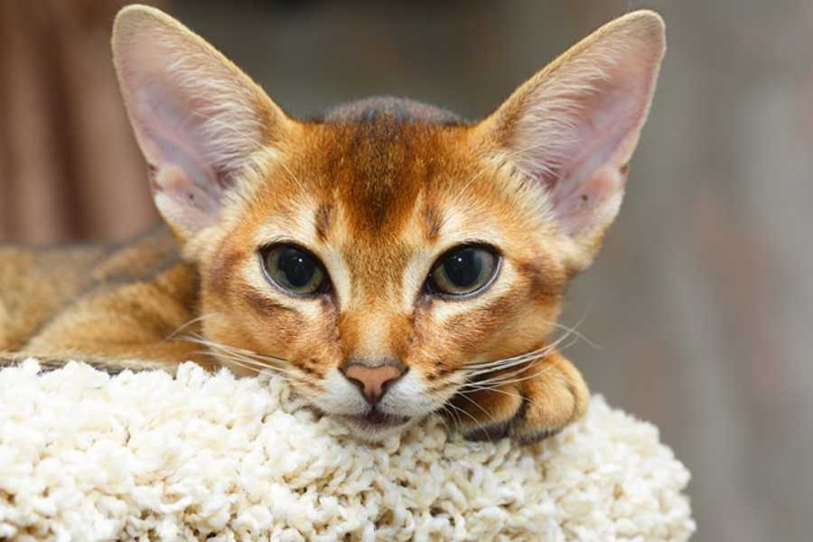 Abyssinian