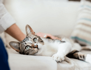 How To Fix Cat Constipation? 7 Ways To Help