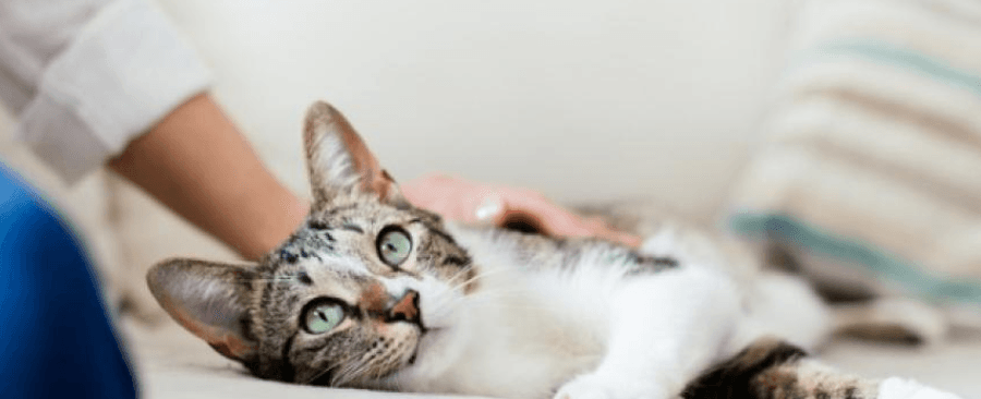 How To Fix Cat Constipation? 7 Ways To Help