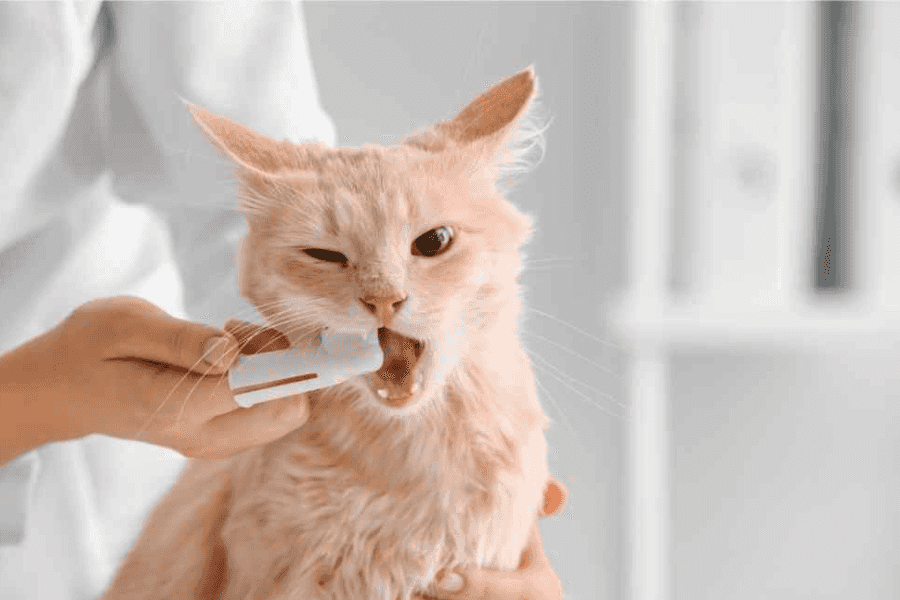 cat dental care