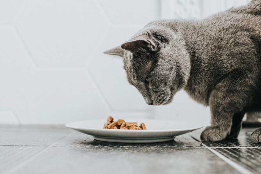 Best Cat Food Ingredients