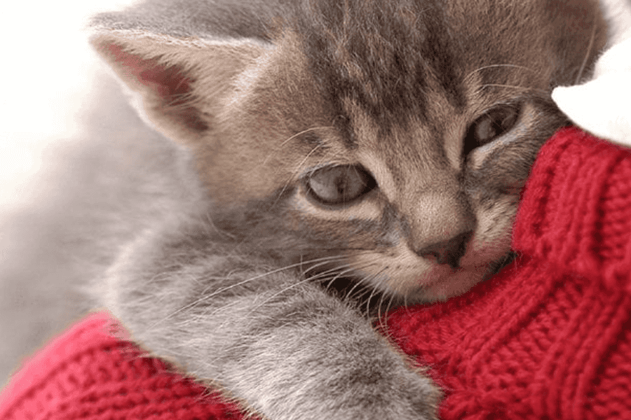 Causes of Chronic Diarrhea in Cats