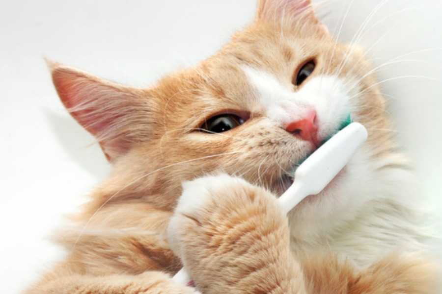 Home Remedies for Your Cat's Bad Breath