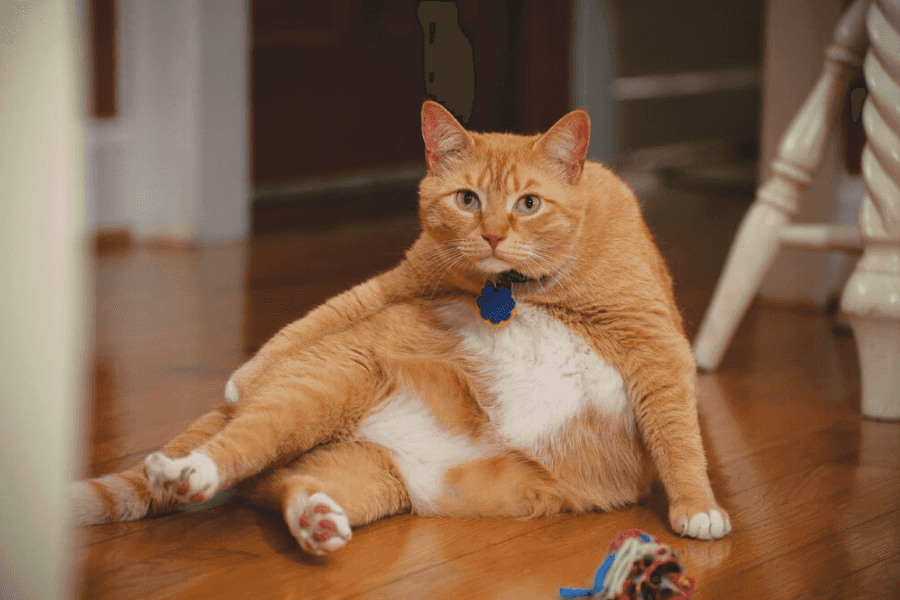 Health Risks of Cat Obesity